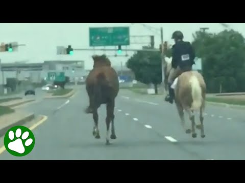 OFF TOPIC: Courageous 16-year-old girl riding her rescue horse rescues a riderless runaway horse on a highway