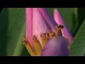 HD Banana Bees 1 Sony HDR-CX100
