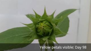 sunflower timelapse video