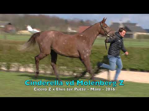 Cinderella vd Molenberg Z