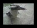 kookaburra in australia qld kookaburra in australia qld