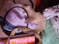 Mushu - Mon chaton