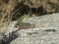 Ocelated Lizard - Largarto Ocelado