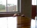 Peek-a-boo
