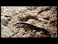 the most vile and notorious of all the nature run amuck movies, centipede horror is presented here uncut in all it's glory. this was shot in south east asia using only real giant centipedes. pedes are highly venemous and they are crawling in and out of all kinds of orifices in this truly one of a kind film. widescreen, 90 minutes, in cantonese with english substitles. available at www.thegrindhouse.net or www.afcinema.net
