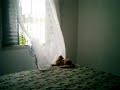 Felino e cortinas