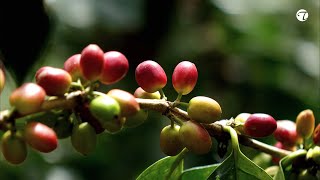 Lampocoy Grand Cru ein Gourmet Kaffee fairtrade | Topfgucker-TV