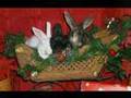 A Bunny White Christmas