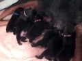Gatlyn's Puppies