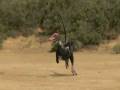 videos de Raptor_Protoceratops.wmv
