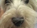 Atopia canina.