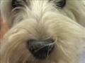 Atopia canina ¿alergia a todo? Signos clÃnicos Atopia canina ¿alergia a todo? Signos clÃnicos