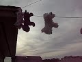 webkinz on clothesline