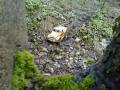 Axial SCX-10 in the Woods driving Trails wishing wheel weights where fitted.wmv