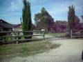ahah driving around kangaroo..