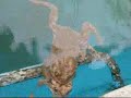 frogs life
