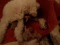 tiana caniche toy blanco pariendo a 6 cachorros