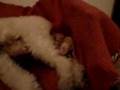 caniche toy pariendo