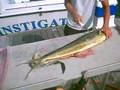 How2 filet a Mahi-Mahi