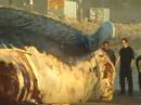 blue whale
