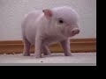 HALF  PIG  HALF  HUMAN !!!!!!!!!!!!!!!!!!!!!!!!!!!!!