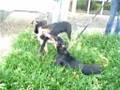 videos de Tyler and Baron