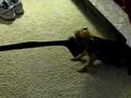 videos de Yogee vs. Meeka