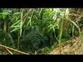 Mountain gorilla - extreme animals - BBC wildlife