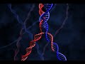 DNA Holliday Junction