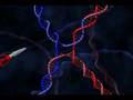 DNA Holliday Junction