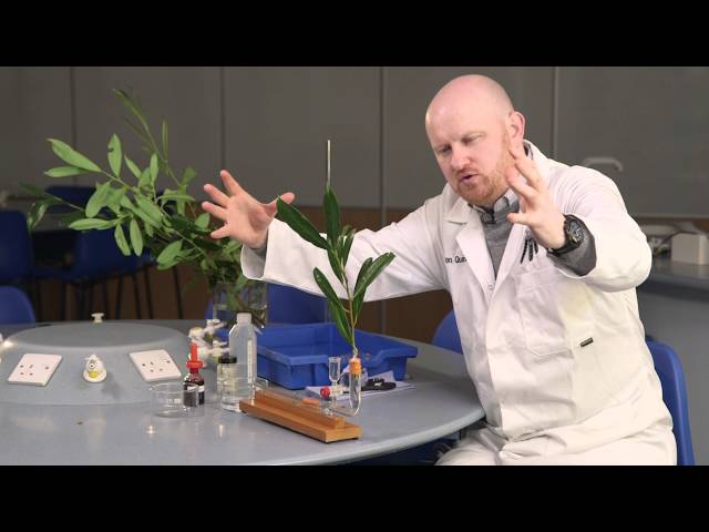Transpiration – the power of the potometer