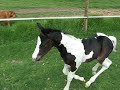 Nickelback Foal