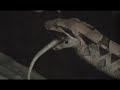 Snake Eats Rat