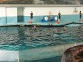 dolphins