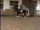 3 j . Stute von Lord Sinclair III x Donnerschlag