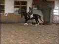 3 j . Stute von Lord Sinclair III x Donnerschlag