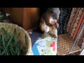24のカプリース動画13