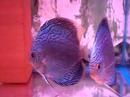 Sunrise Tropicals Discus Fish 2008.07.05 (2 of 2)