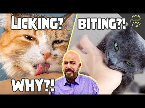 Why Does Your Cat Lick and/or Bite You?
