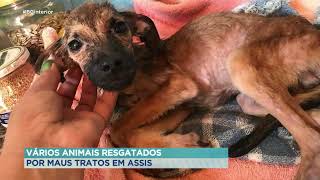 Vários animais resgatados por maus tratos em Assis