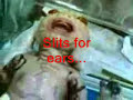 REPTILIAN NEWBORN