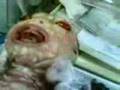 REPTILIAN NEWBORN