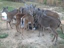 PAWS, Inc 18 deer eating breakfast (no talking....just lots