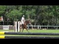 9 Year Old Warmblood Horse for Sale. Hunter Oportunity!!