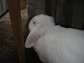 Bunny licking wood Bunny licking wood