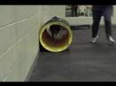 PetSafe Agility - Lucy through Tunnel