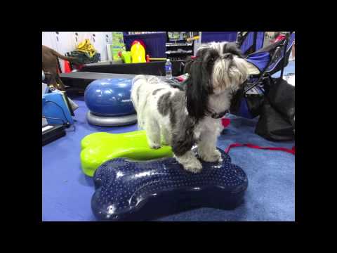 FitPAWS Igelkissen - Pfotenkissen