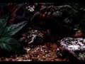 Acuari. Colisa Lalia i Gourami Perla Acuari. Colisa Lalia i Gourami Perla