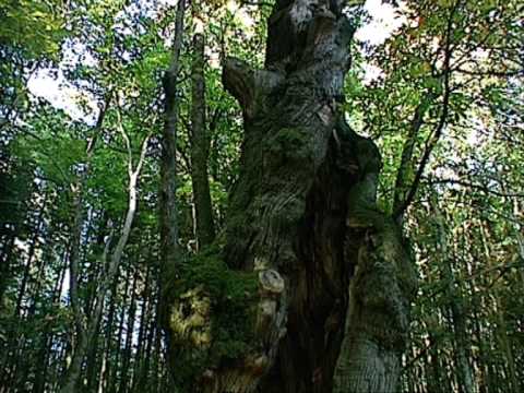 Presentazione del Parco Nazionale delle Foreste Casentinesi, Monte Falterona e Campigna                               www.parcoforestecasentinesi.it