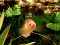 48 Hours After Gold Gourami Spawning